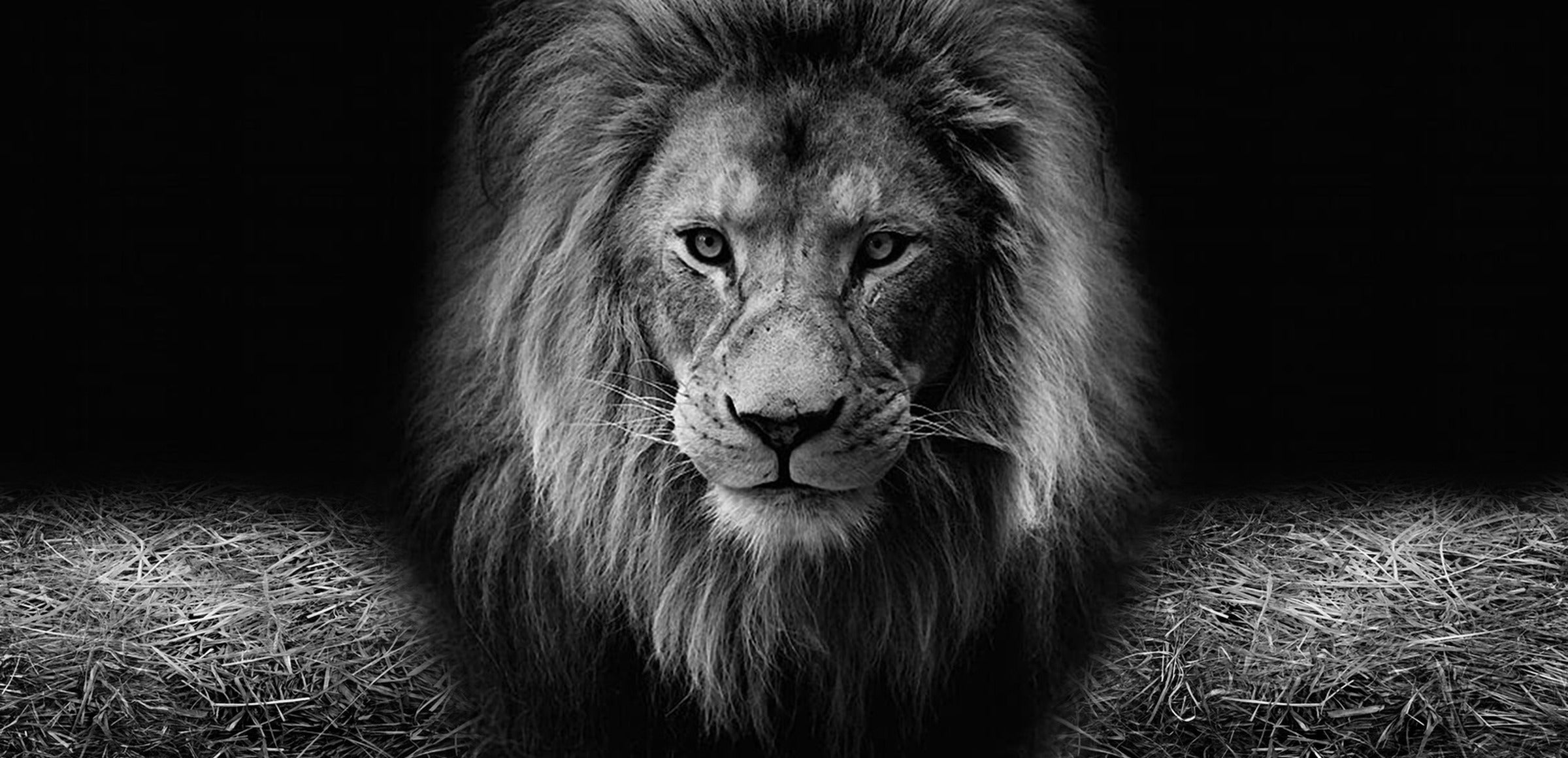 Wildlife collection hero - Lion Head