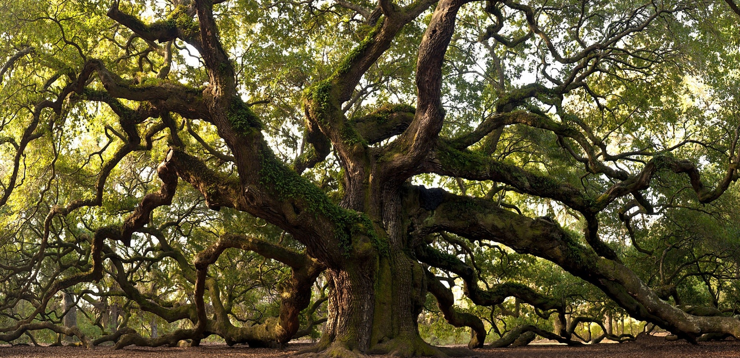 Trees/Forests collection hero - Charleston Angel Oak