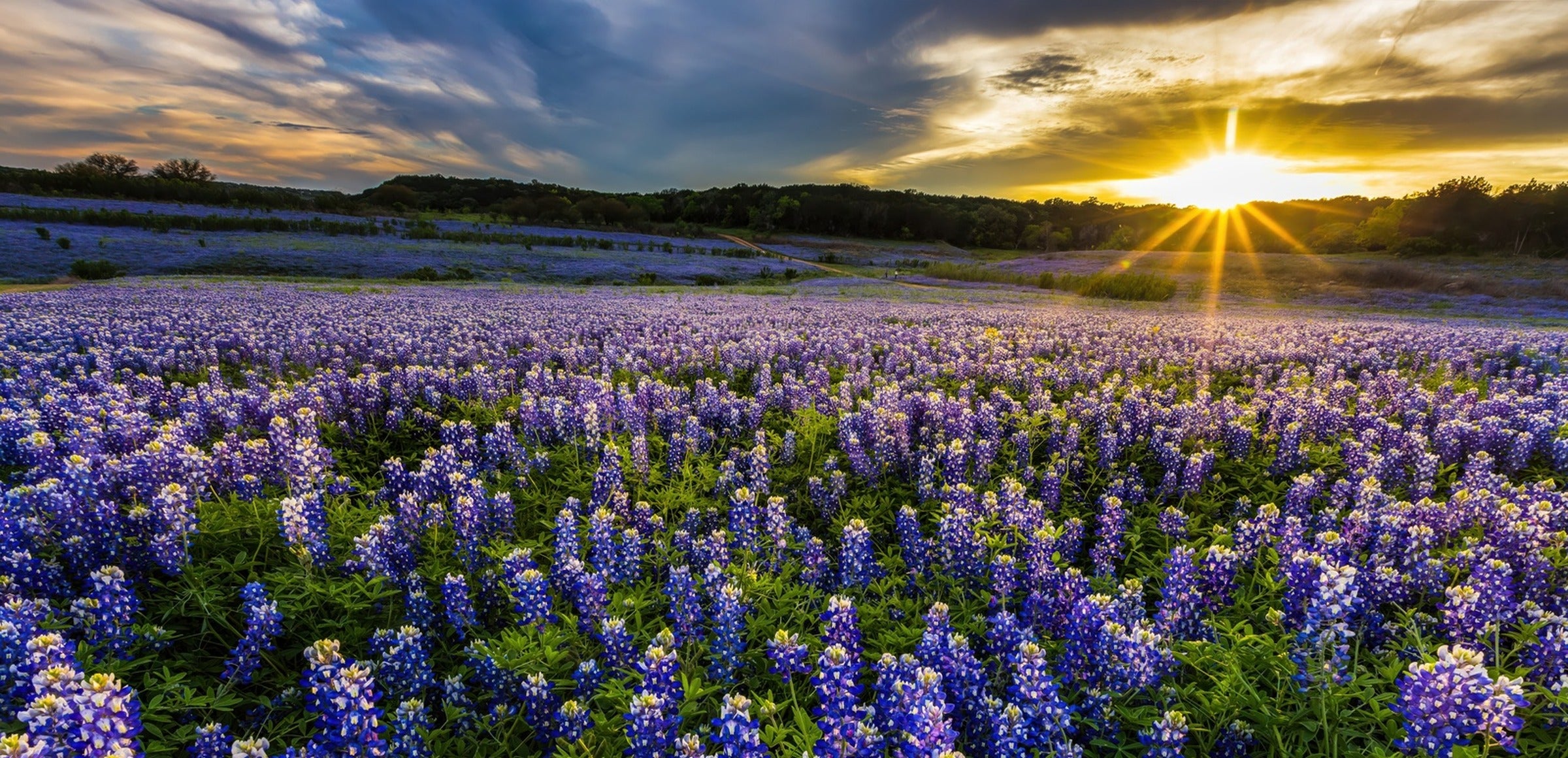 Flowers collection hero - Texas Bluebonnet Field Muleshoe Bend