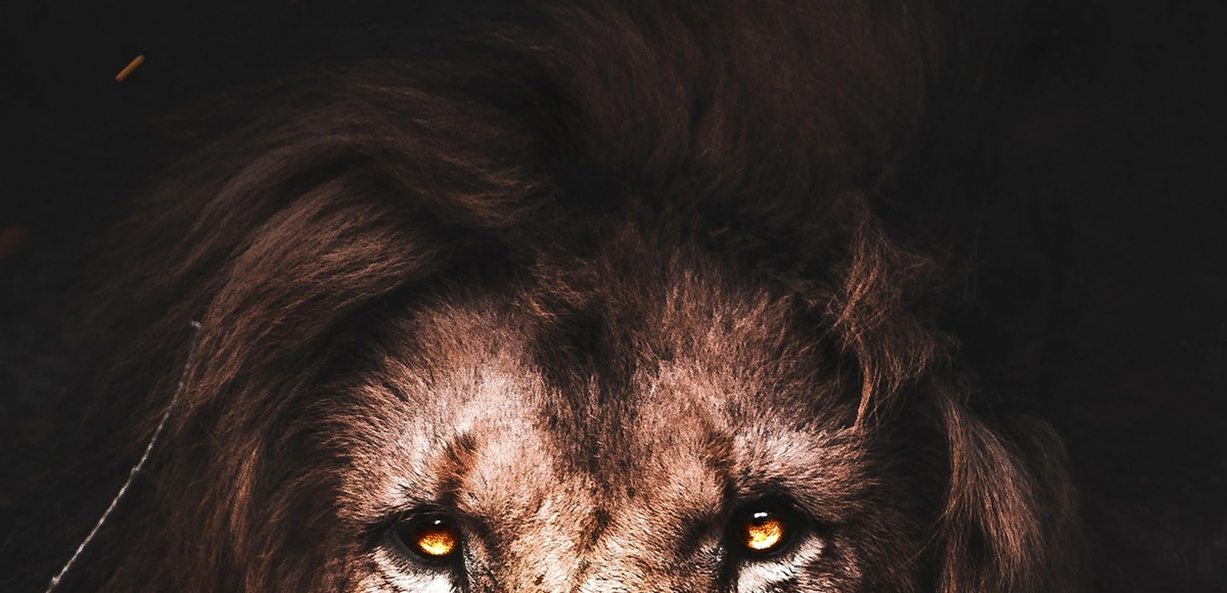 Milos collection hero - Wise Lion