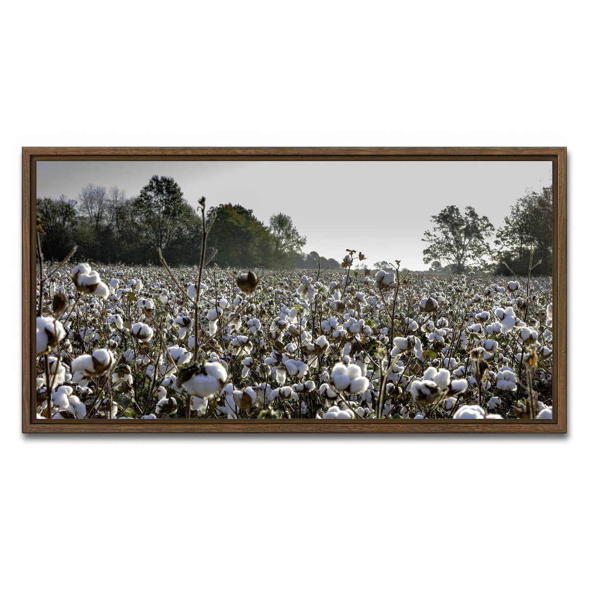 AUTO-MOCKUP WHITE | Alabama Cotton Field | 1 Piece | Walnut Framed Canvas | group=2x1
