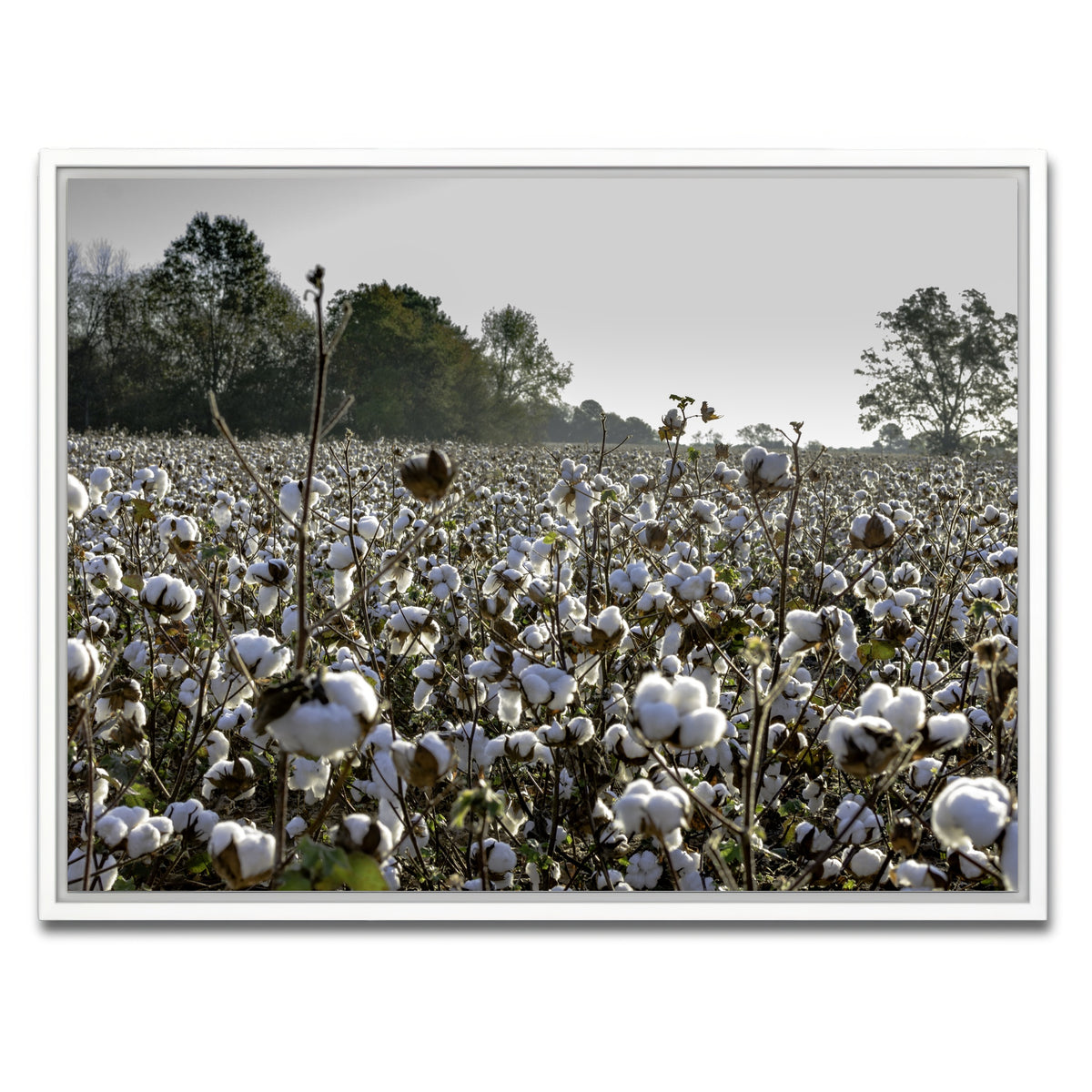 AUTO-MOCKUP WHITE | Alabama Cotton Field | 1 Piece | White Framed Canvas | group=4x3