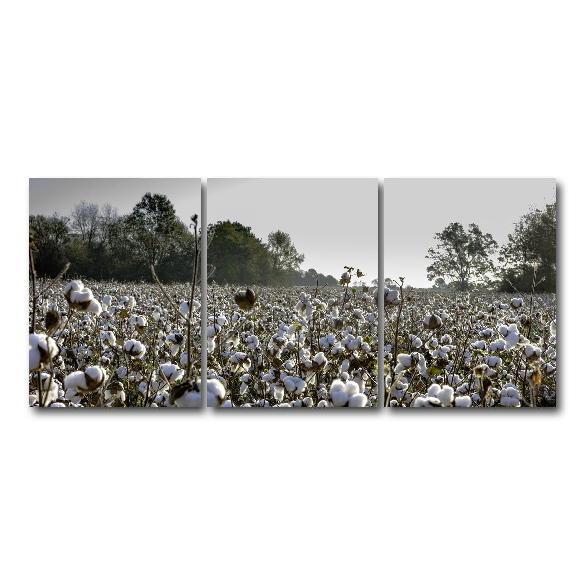 AUTO-MOCKUP WHITE | Alabama Cotton Field | 3 Piece | Gallery Wrap Canvas | group=18x24