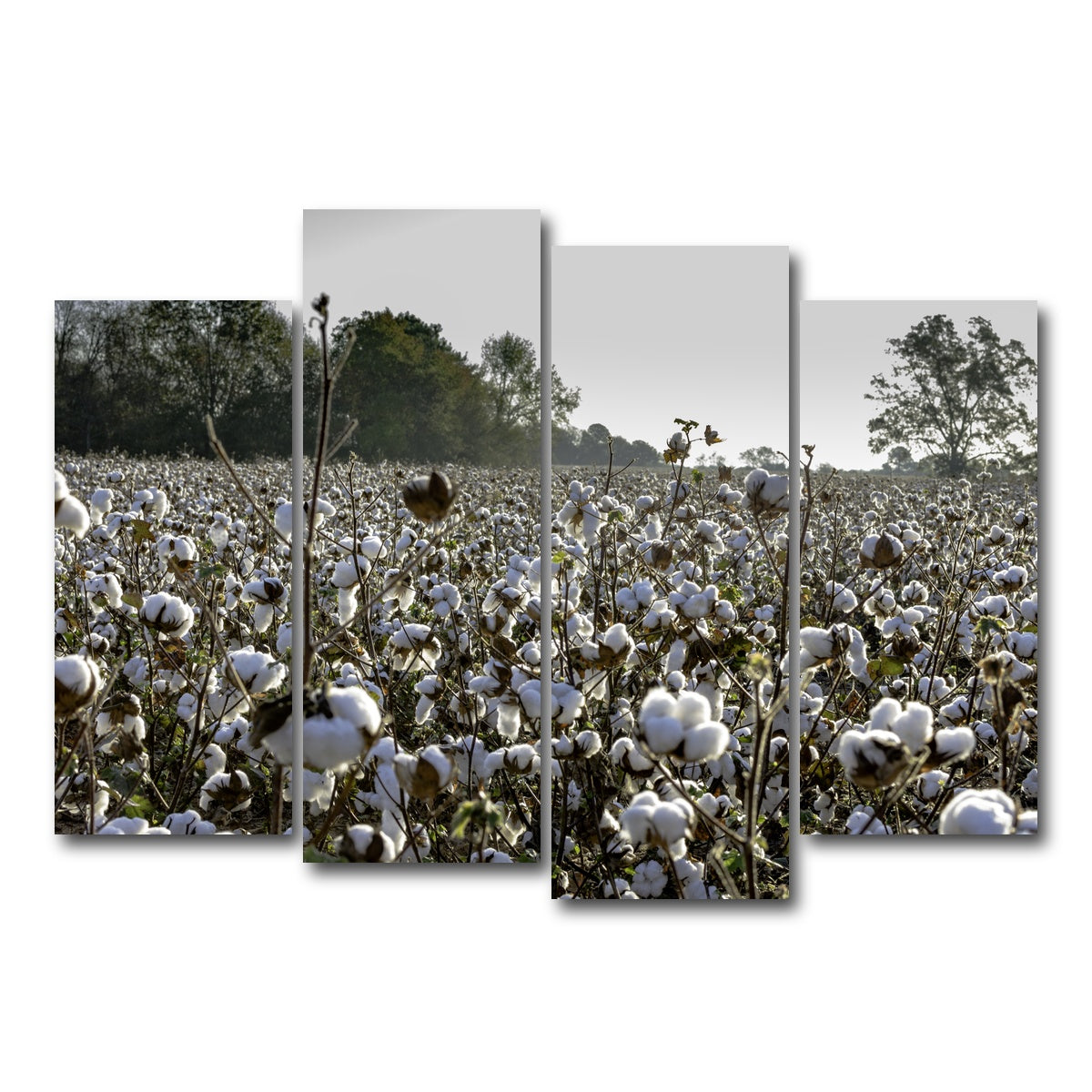 AUTO-MOCKUP WHITE | Alabama Cotton Field | 4 Piece | Gallery Wrap Canvas | group=4_normal