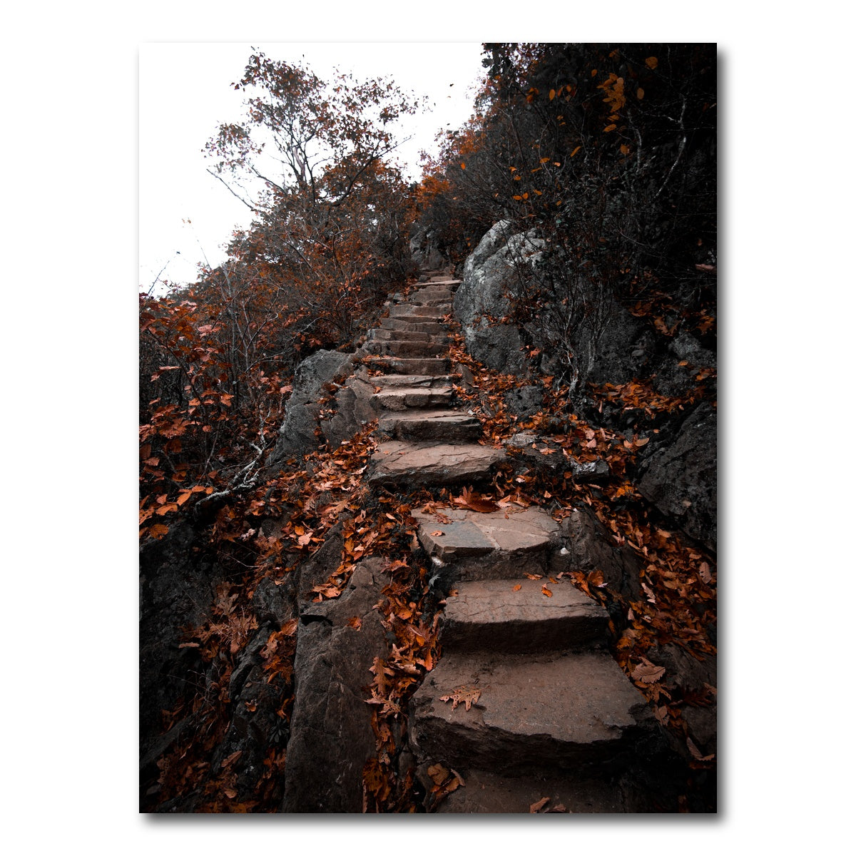 AUTO-MOCKUP WHITE | Autumn Path | 1 Piece | Gallery Wrap Canvas | group=3x4