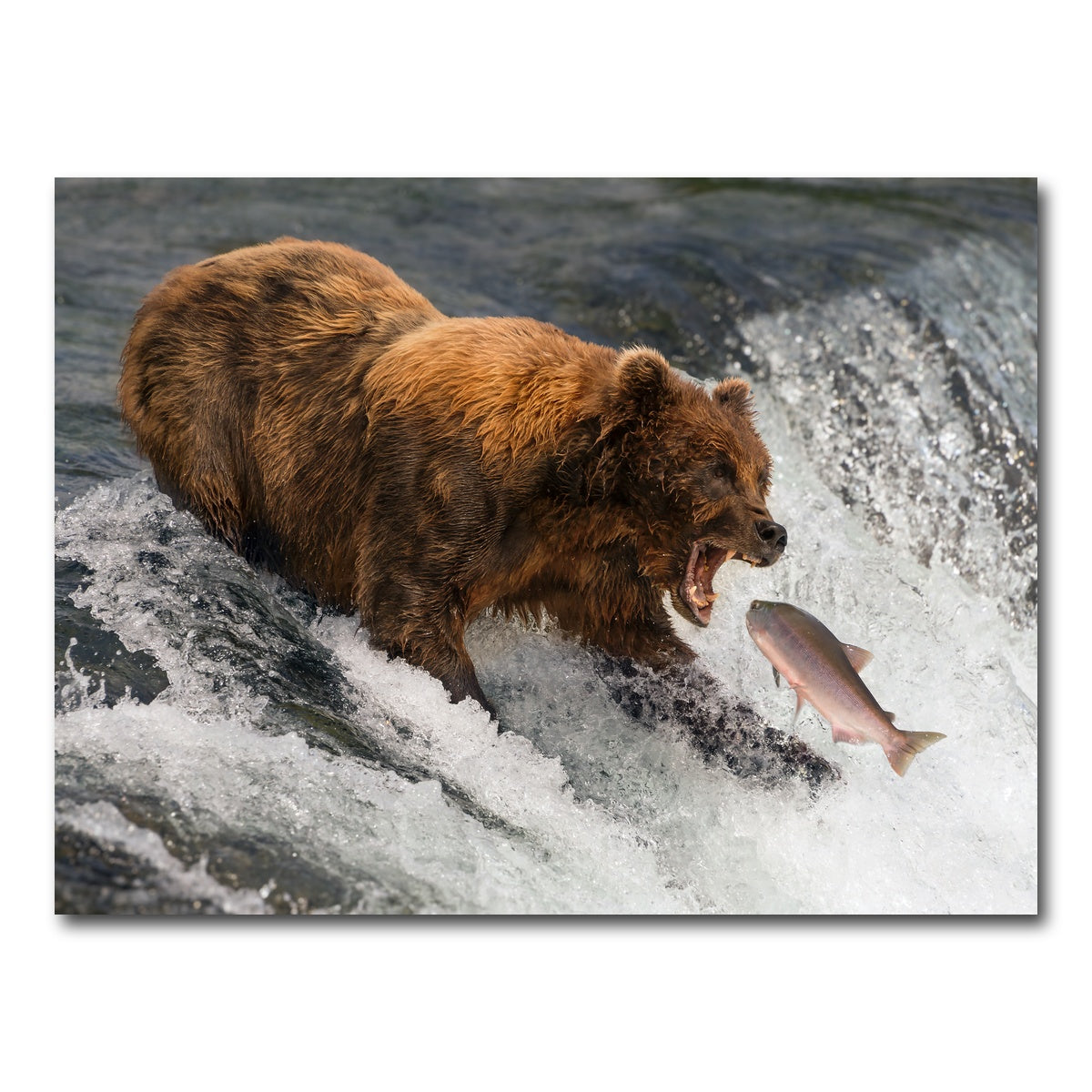 AUTO-MOCKUP WHITE | Bear catching Salmon | 1 Piece | Gallery Wrap Canvas | group=4x3