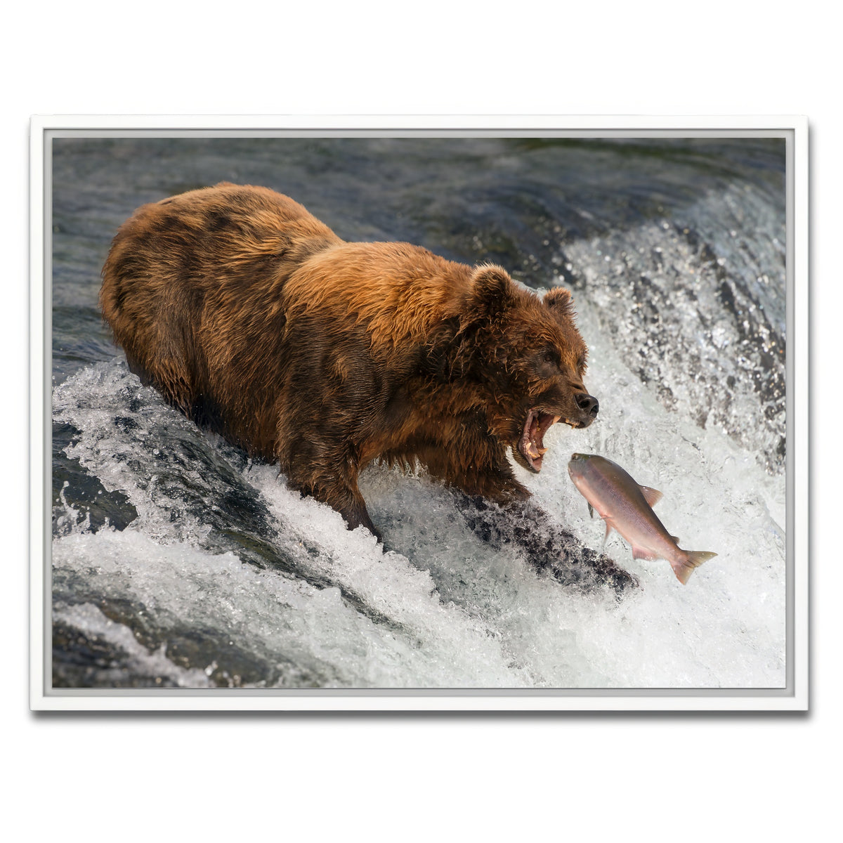 AUTO-MOCKUP WHITE | Bear catching Salmon | 1 Piece | White Framed Canvas | group=4x3