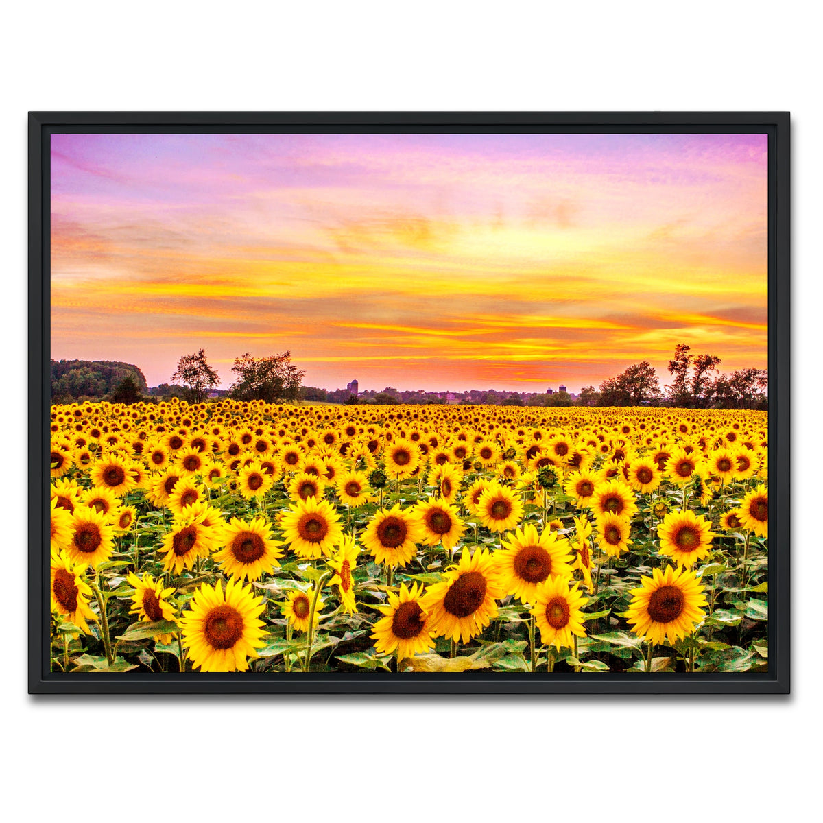 AUTO-MOCKUP WHITE | Bed of Sunflowers | 1 Piece | Black Framed Canvas | group=4x3