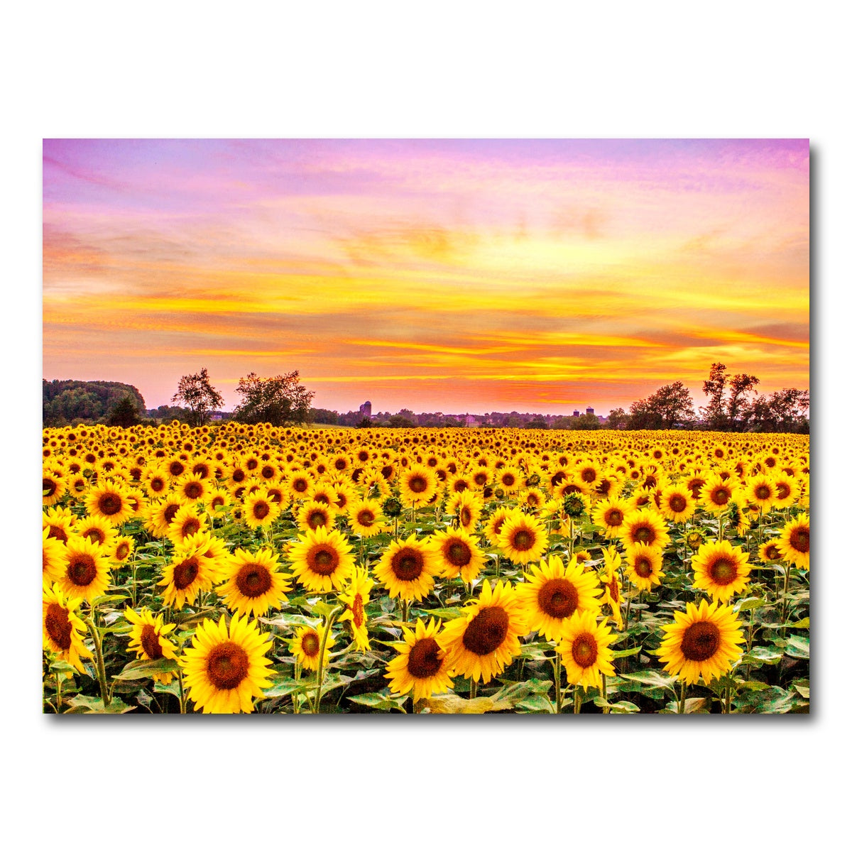 AUTO-MOCKUP WHITE | Bed of Sunflowers | 1 Piece | Gallery Wrap Canvas | group=4x3