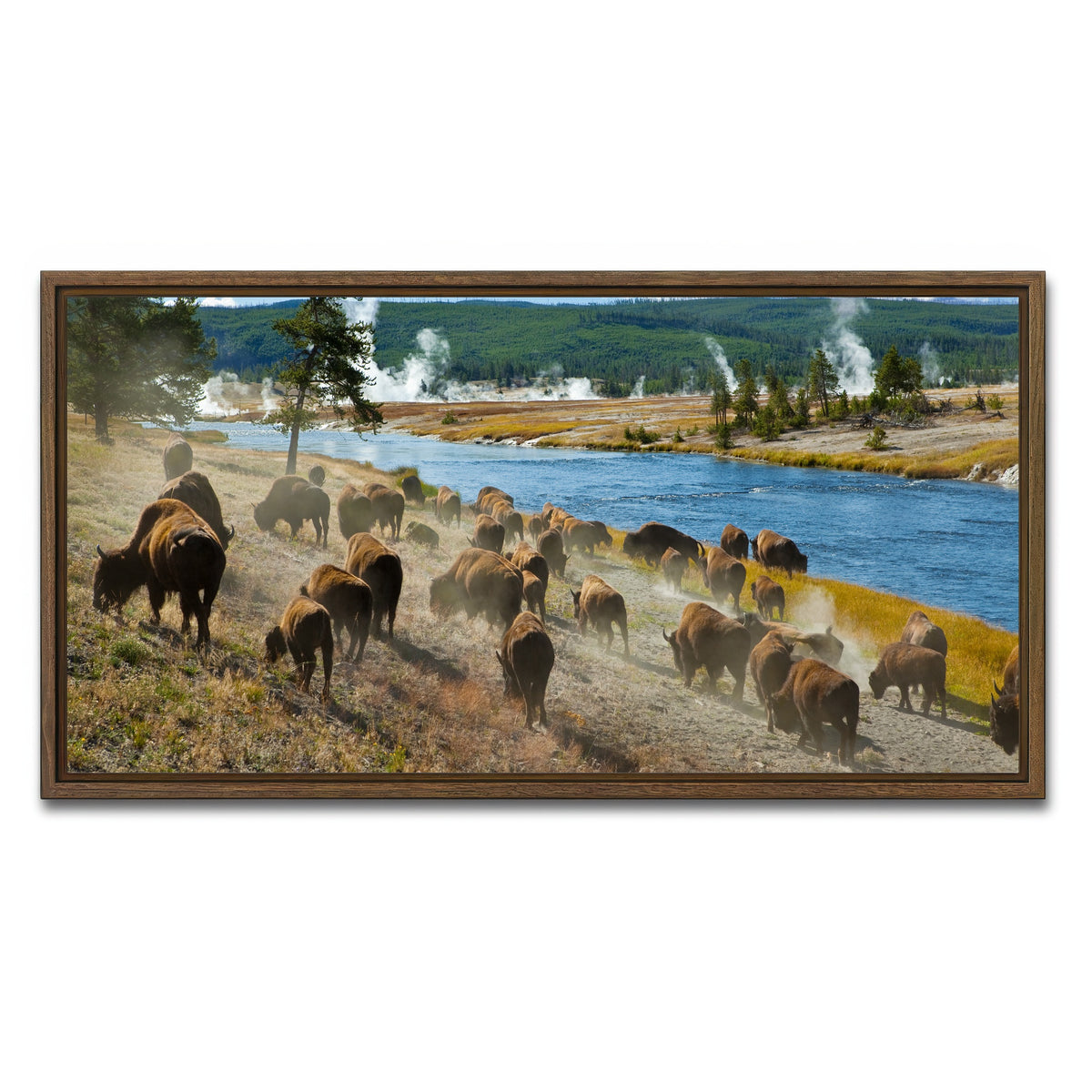 AUTO-MOCKUP WHITE | Bison Herd in Yellowstone | 1 Piece | Walnut Framed Canvas | group=2x1