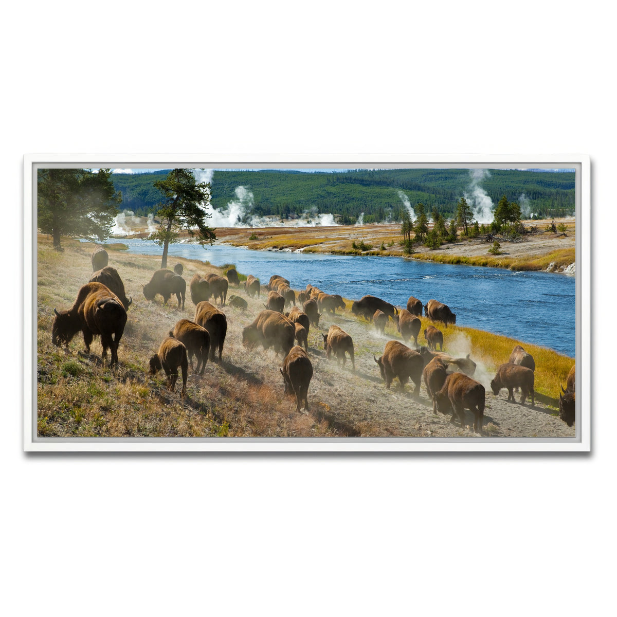 AUTO-MOCKUP WHITE | Bison Herd in Yellowstone | 1 Piece | White Framed Canvas | group=2x1