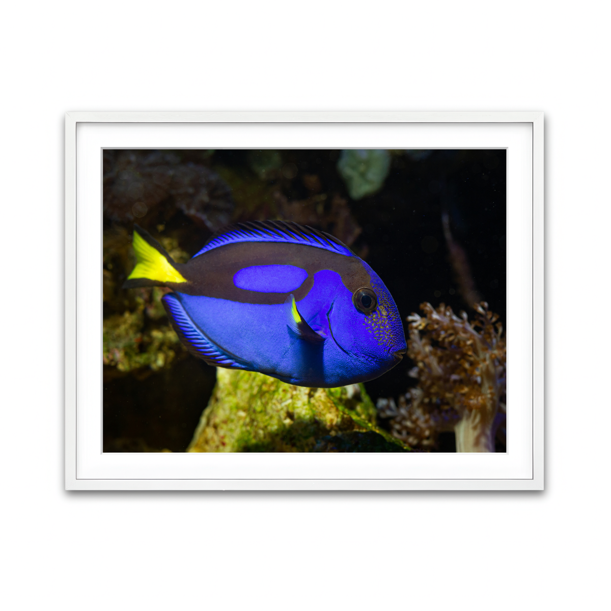 Framed Print 4x3 White