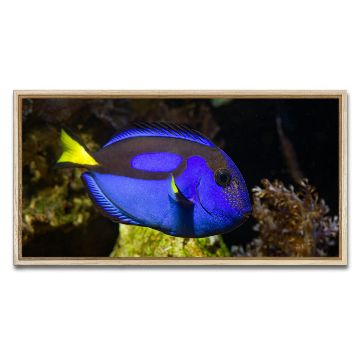 AUTO-MOCKUP WHITE | Blue Tang | 1 Piece | Natural Framed Canvas | group=2x1
