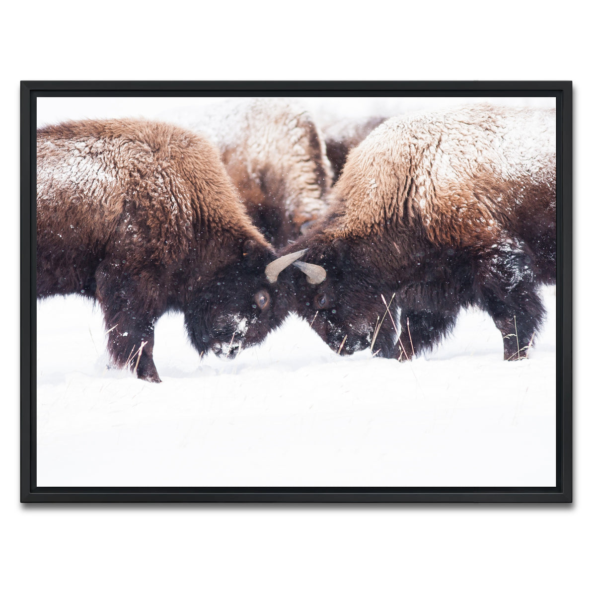 AUTO-MOCKUP WHITE | Buffalo Fighting in Yellowstone | 1 Piece | Black Framed Canvas | group=4x3