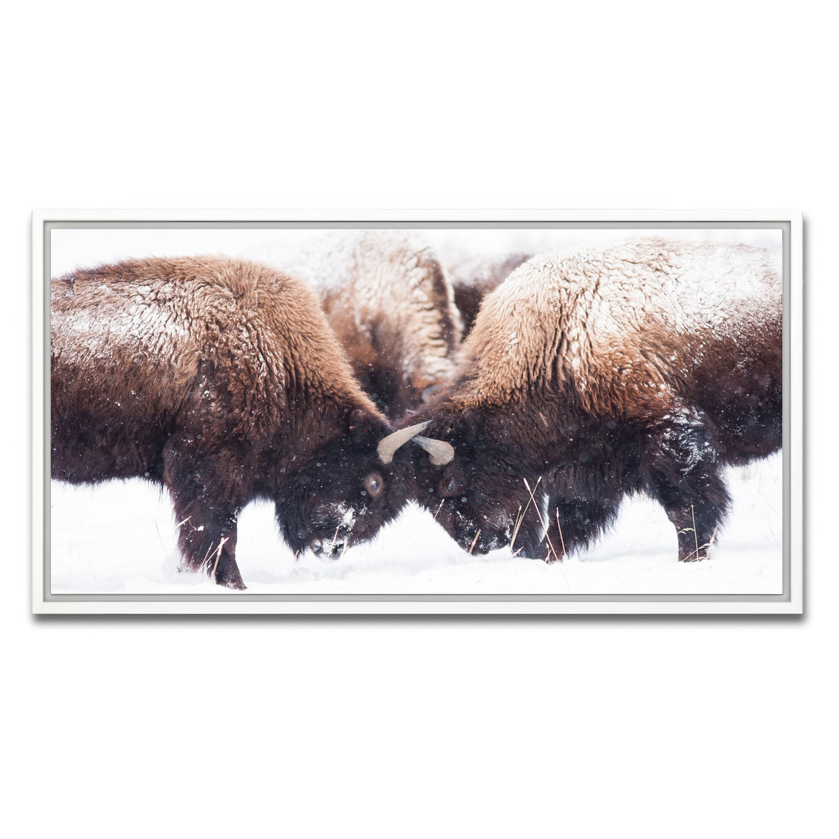 AUTO-MOCKUP WHITE | Buffalo Fighting in Yellowstone | 1 Piece | White Framed Canvas | group=2x1