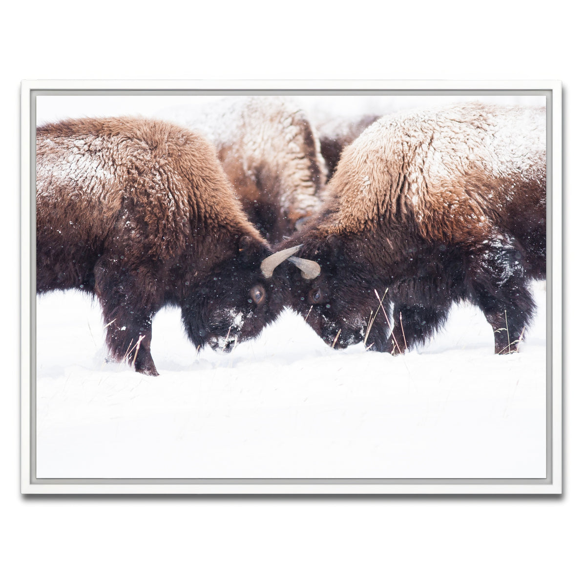 AUTO-MOCKUP WHITE | Buffalo Fighting in Yellowstone | 1 Piece | White Framed Canvas | group=4x3