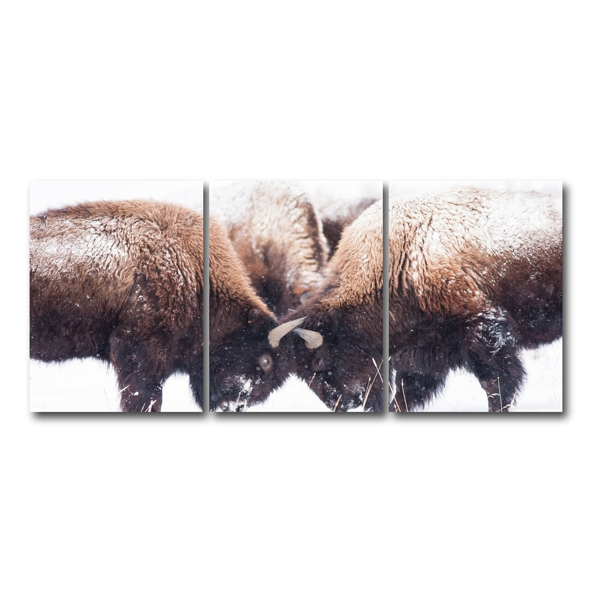 AUTO-MOCKUP WHITE | Buffalo Fighting in Yellowstone | 3 Piece | Gallery Wrap Canvas | group=18x24