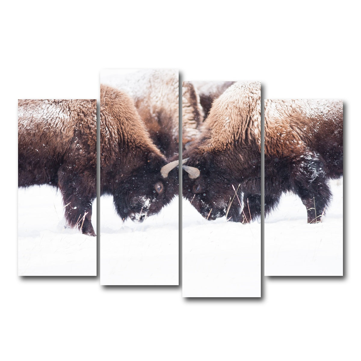 AUTO-MOCKUP WHITE | Buffalo Fighting in Yellowstone | 4 Piece | Gallery Wrap Canvas | group=4_normal