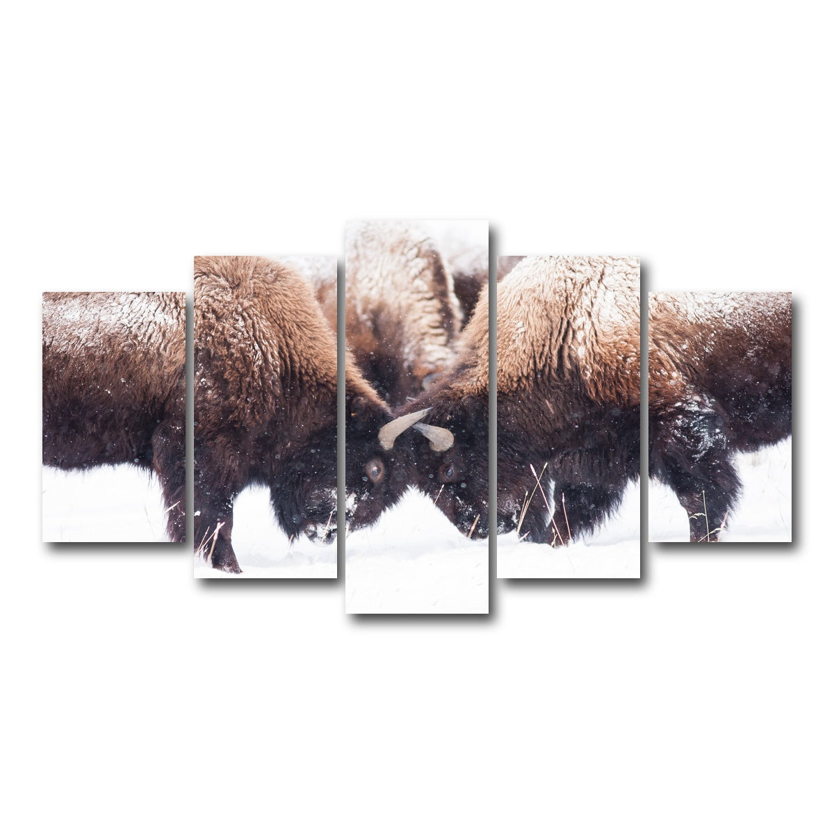 AUTO-MOCKUP WHITE | Buffalo Fighting in Yellowstone | 5 Piece | Gallery Wrap Canvas | group=5_normal