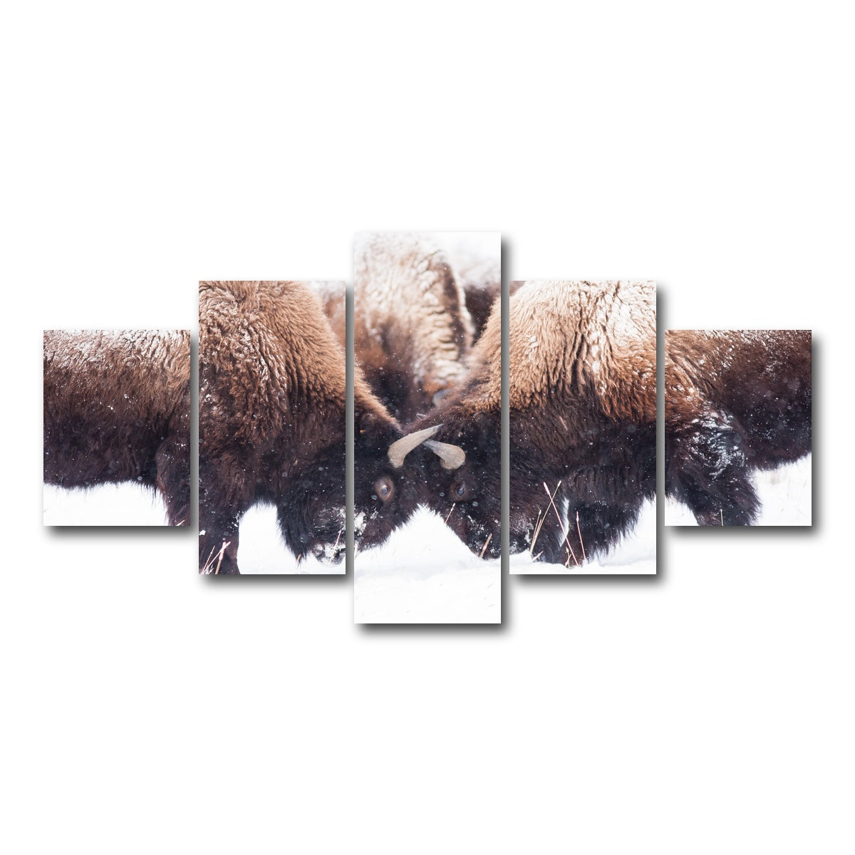 AUTO-MOCKUP WHITE | Buffalo Fighting in Yellowstone | 5 Piece | Gallery Wrap Canvas | group=5_short