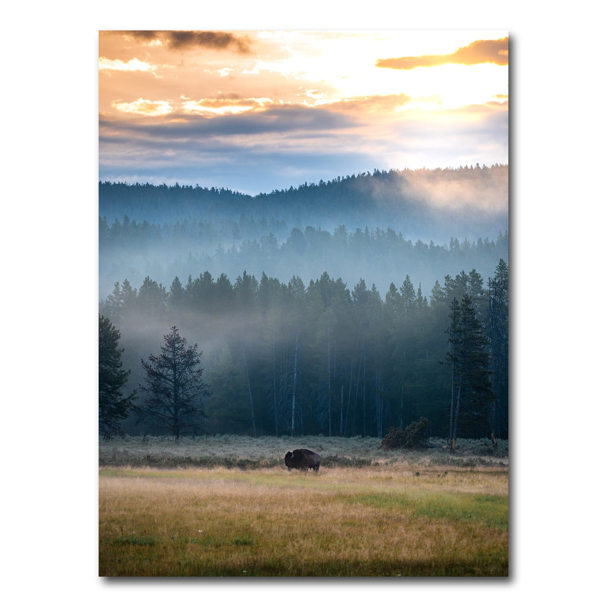 AUTO-MOCKUP WHITE | Buffalo Sunrise | 1 Piece | Gallery Wrap Canvas | group=3x4
