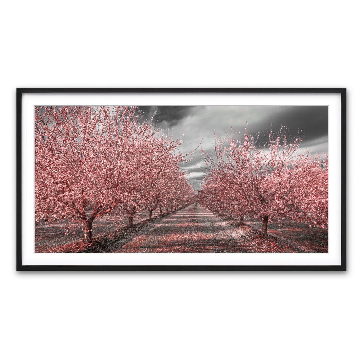 California Pink Blossoms Wall Art