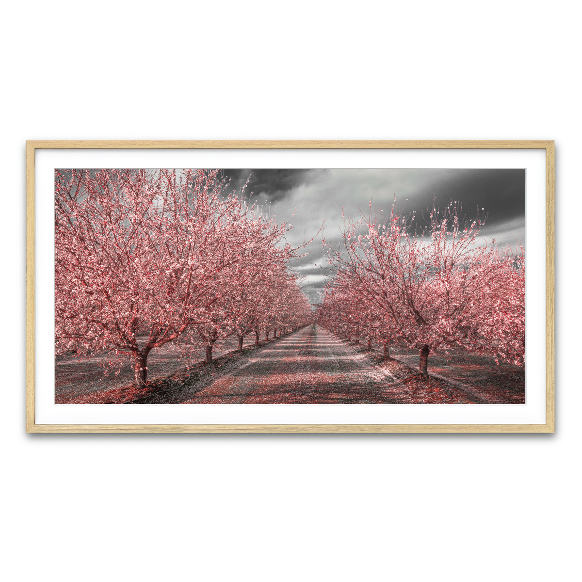 California Pink Blossoms Wall Art