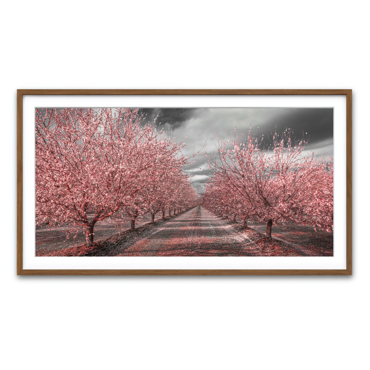 California Pink Blossoms Wall Art