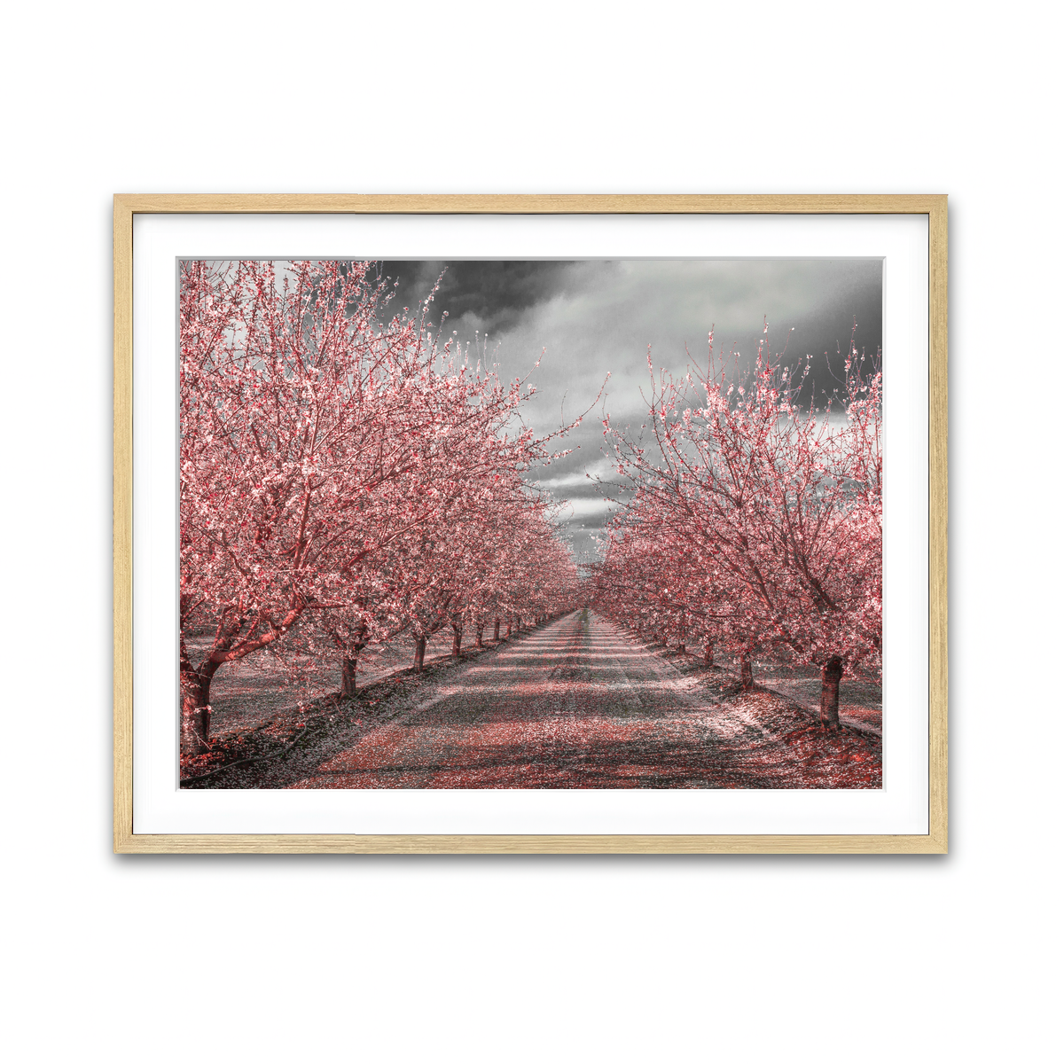 California Pink Blossoms Wall Art