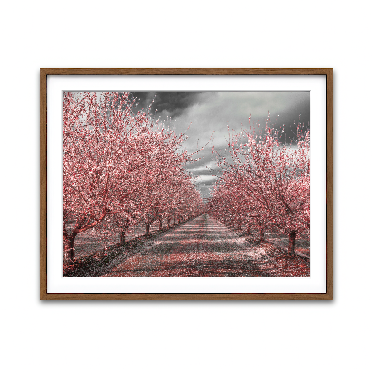 California Pink Blossoms Wall Art