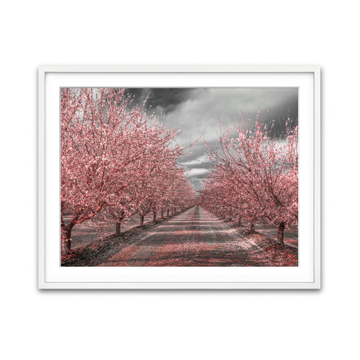 California Pink Blossoms Wall Art