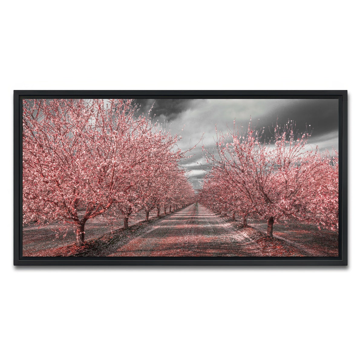 California Pink Blossoms Wall Art
