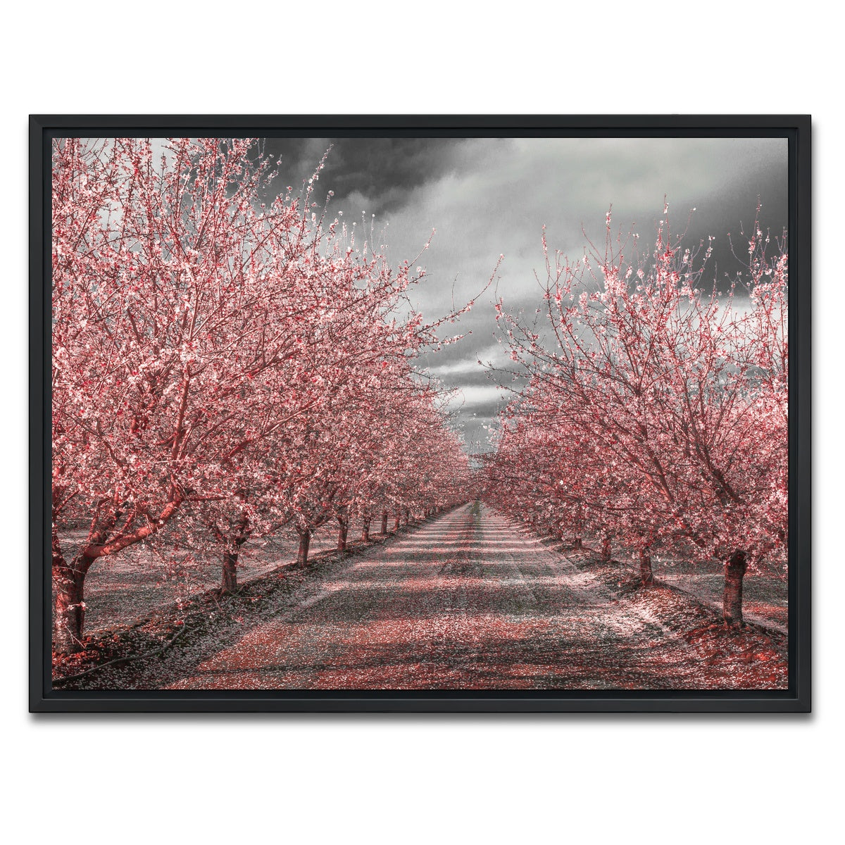 California Pink Blossoms Wall Art