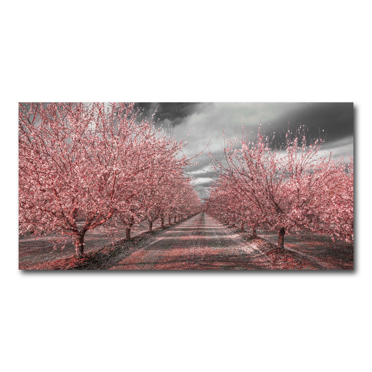 California Pink Blossoms Wall Art