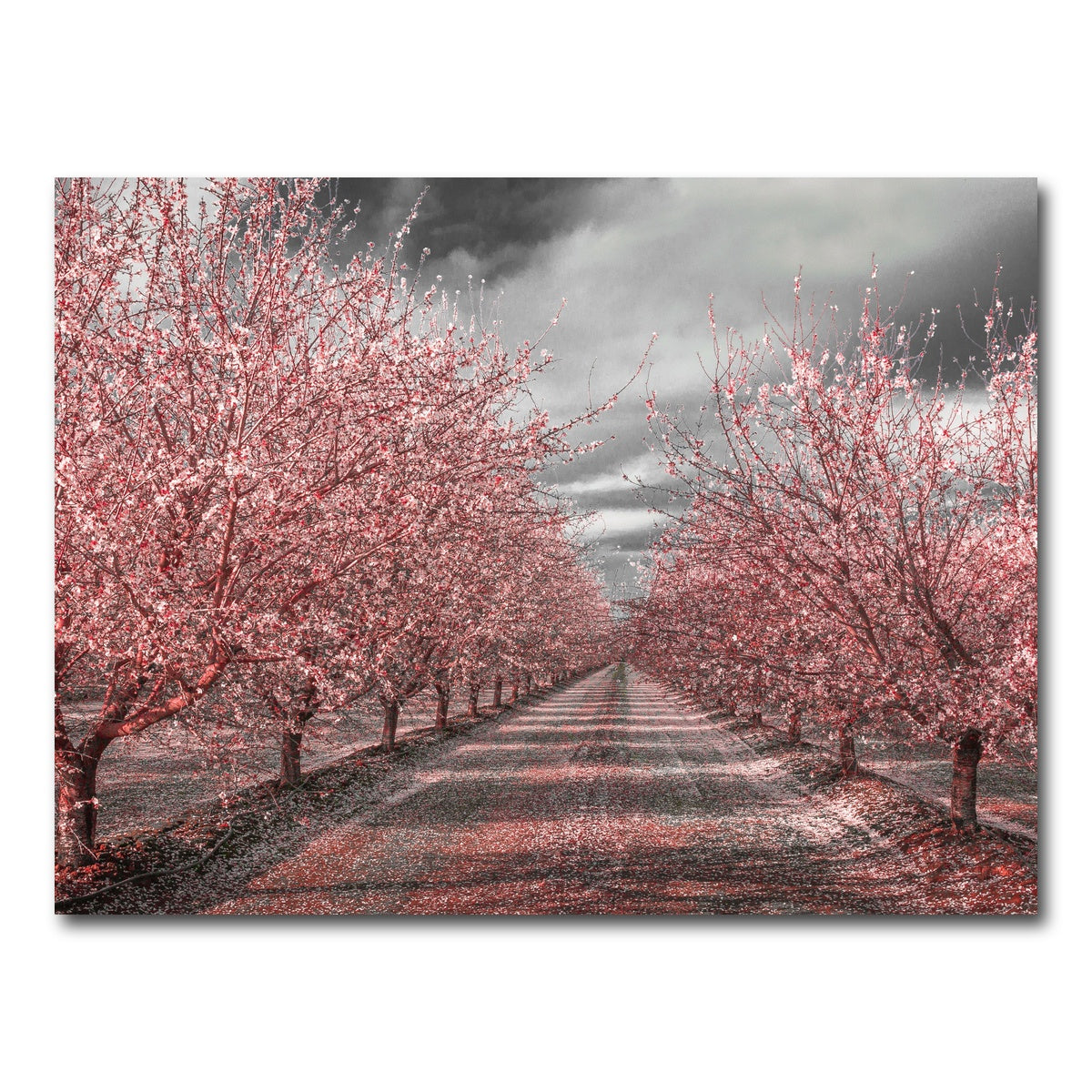 California Pink Blossoms Wall Art