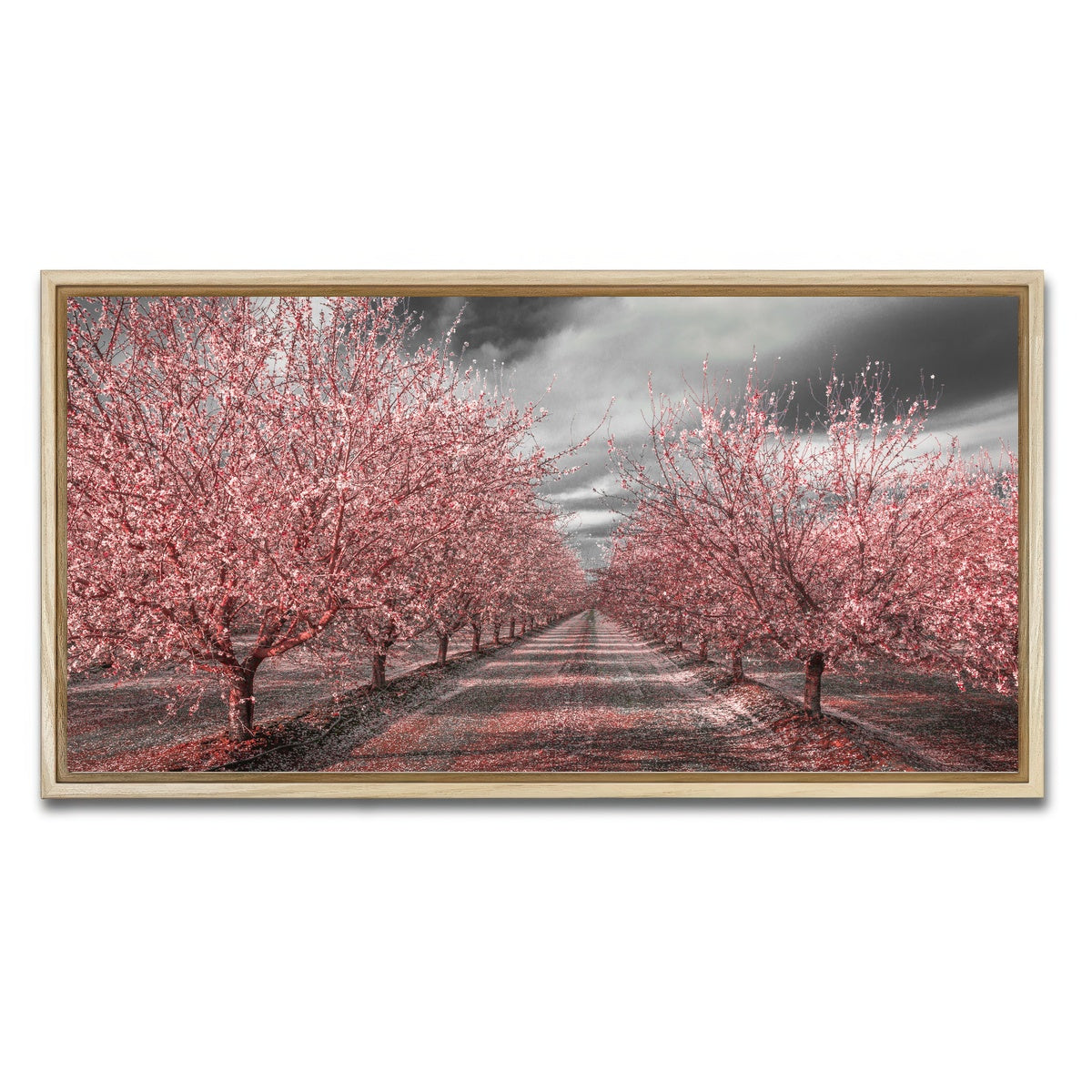 California Pink Blossoms Wall Art