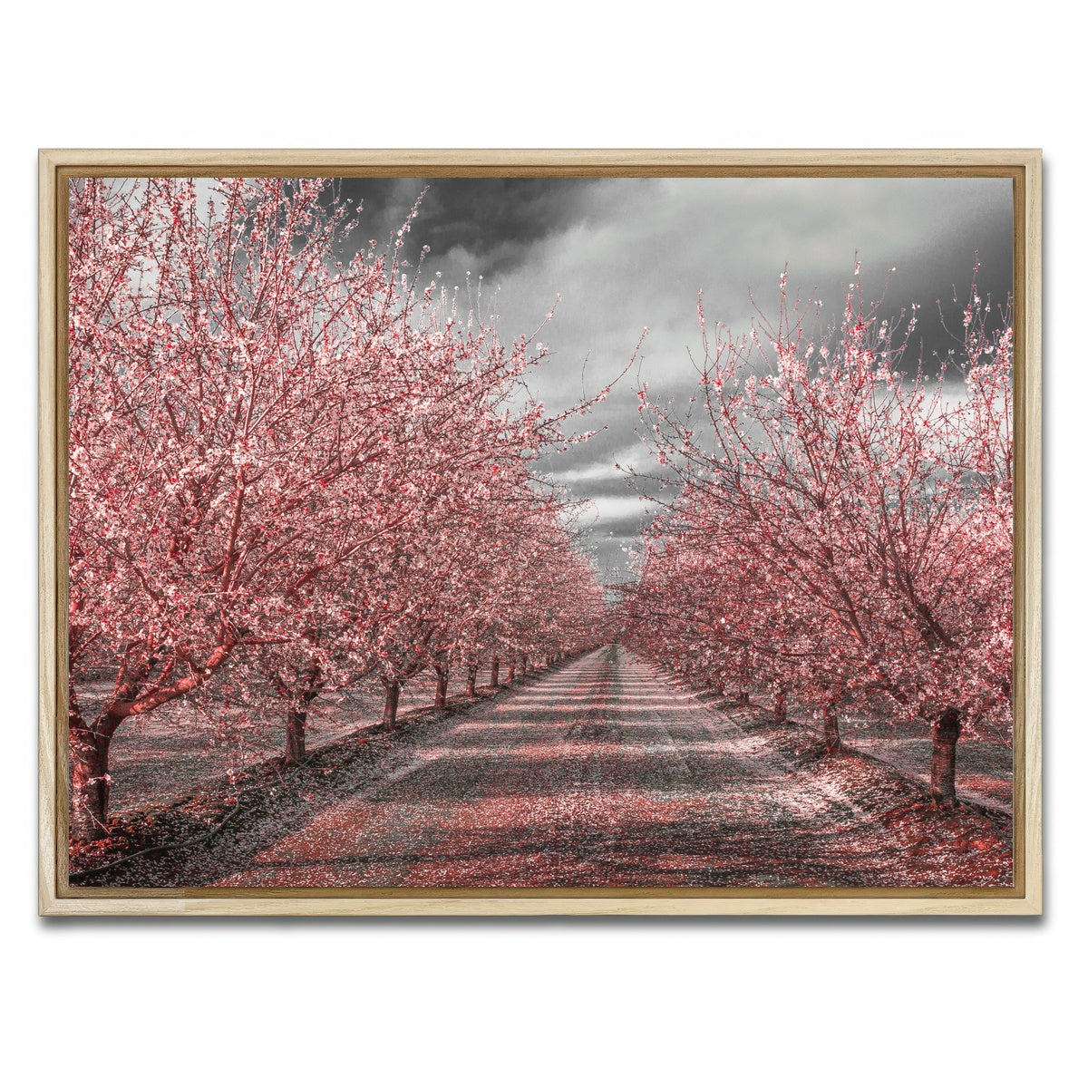 California Pink Blossoms Wall Art