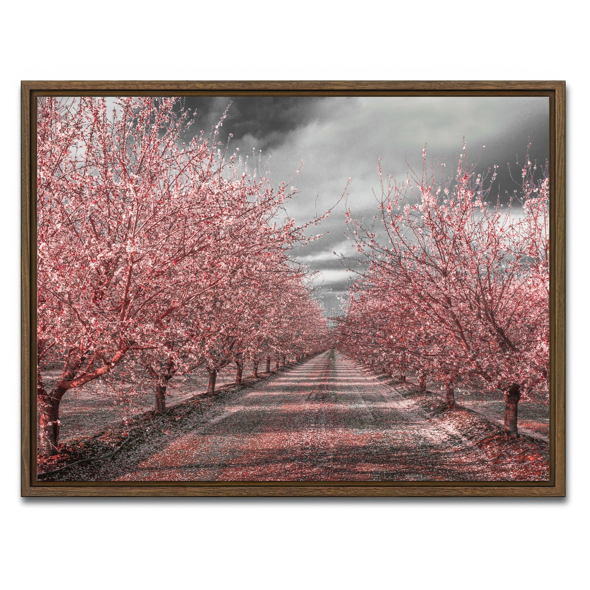 California Pink Blossoms Wall Art