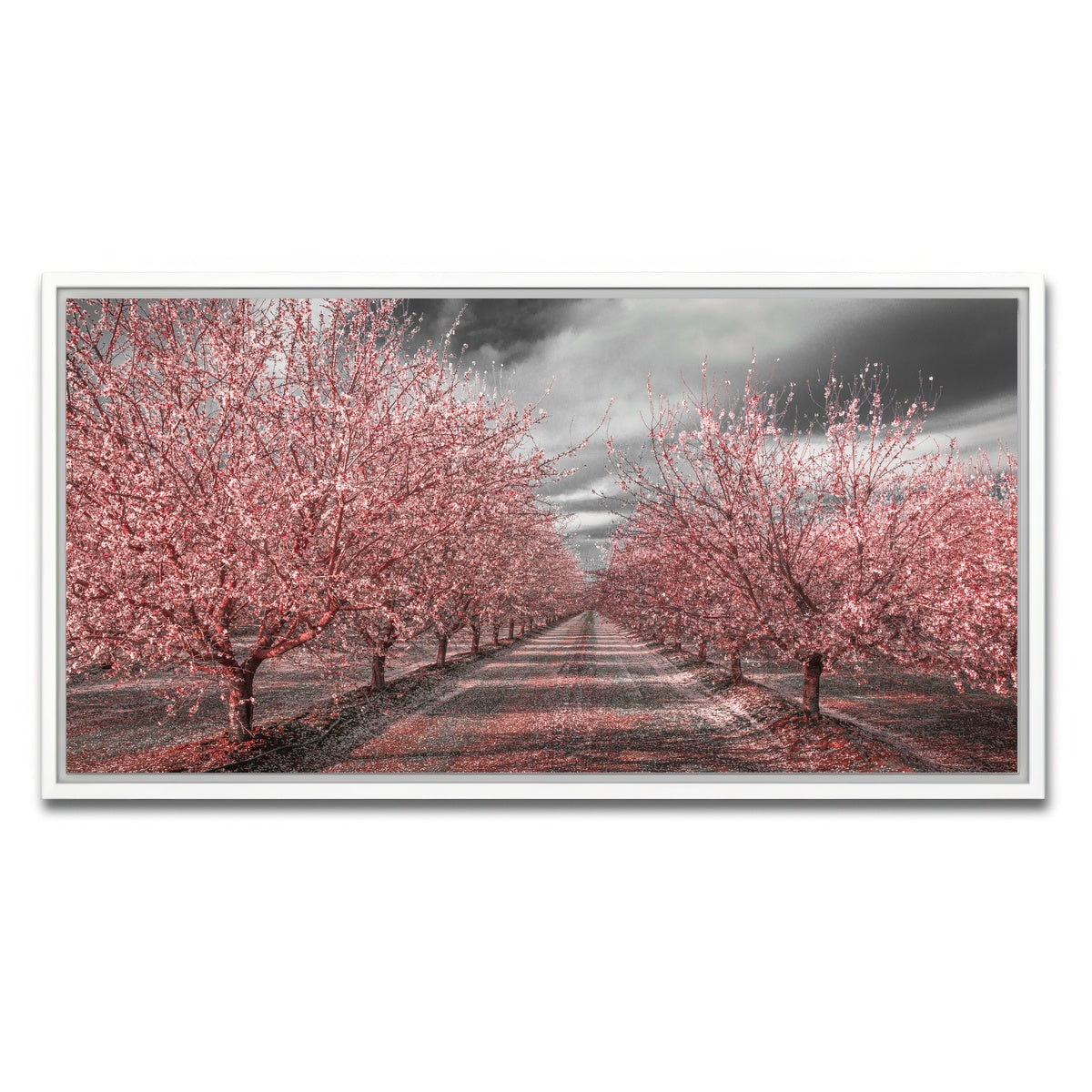California Pink Blossoms Wall Art