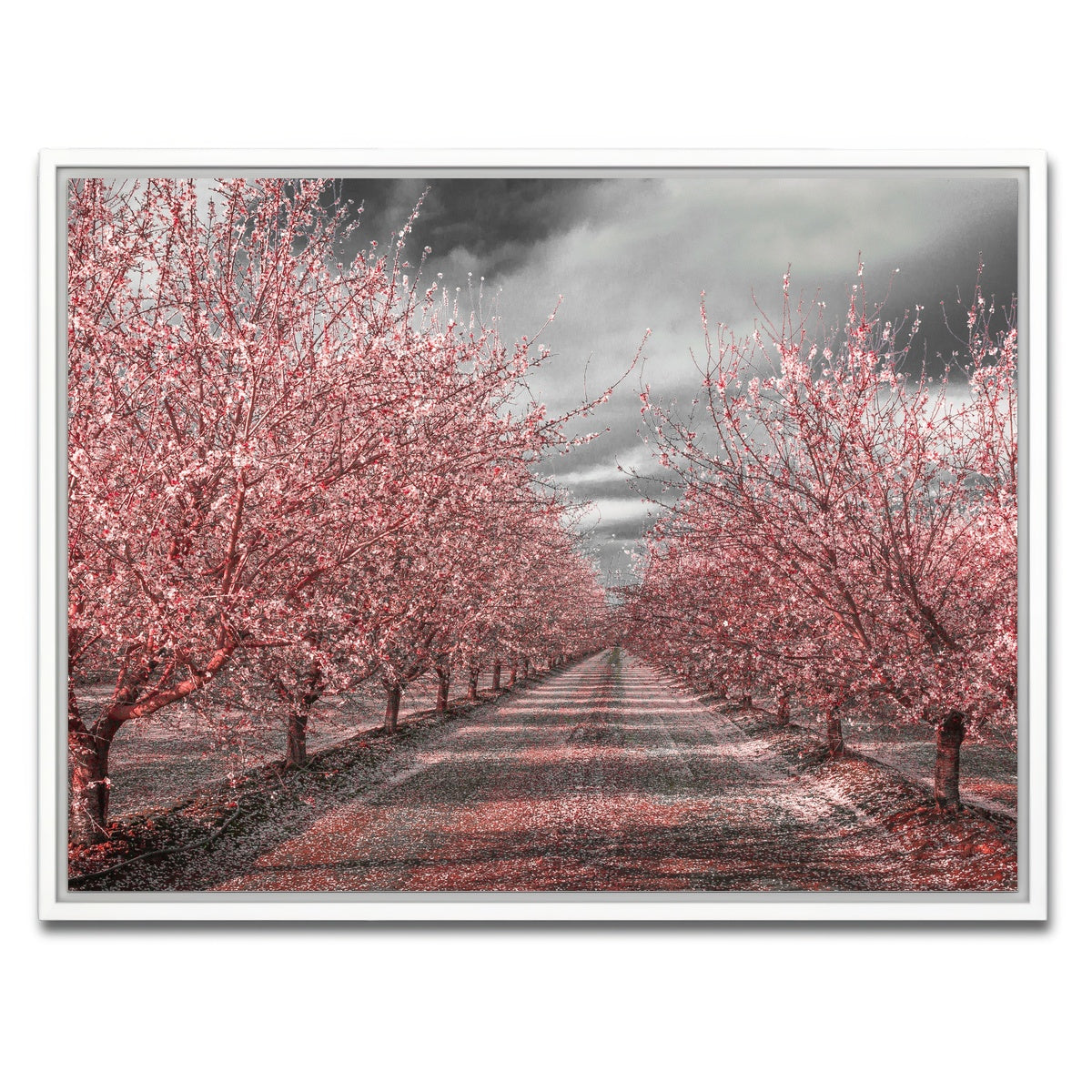California Pink Blossoms Wall Art