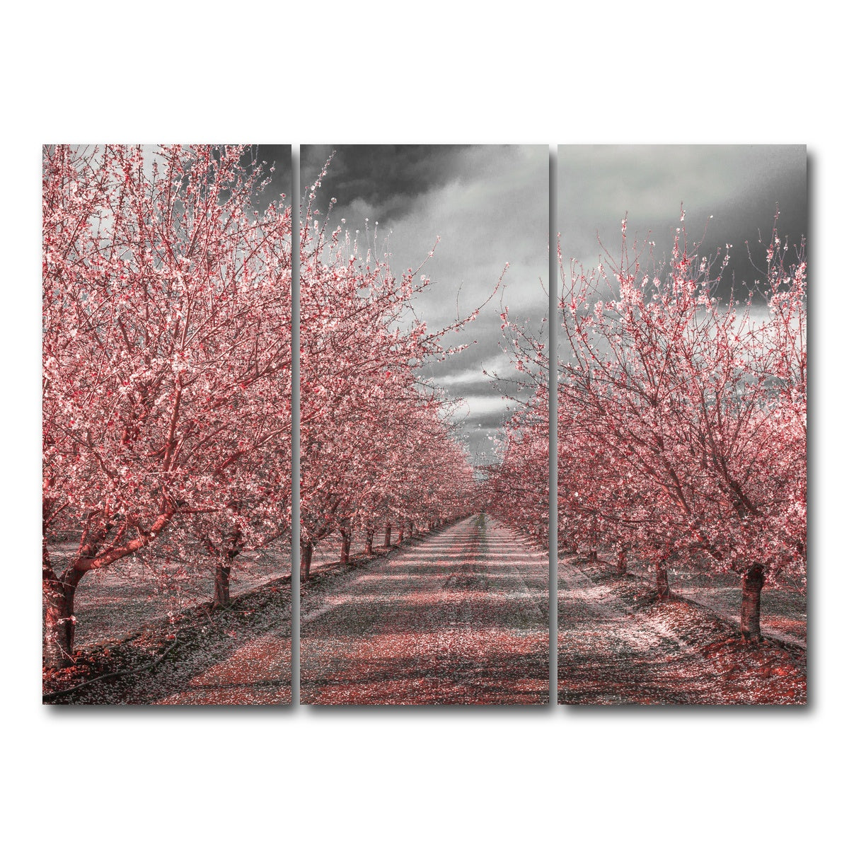 California Pink Blossoms Wall Art