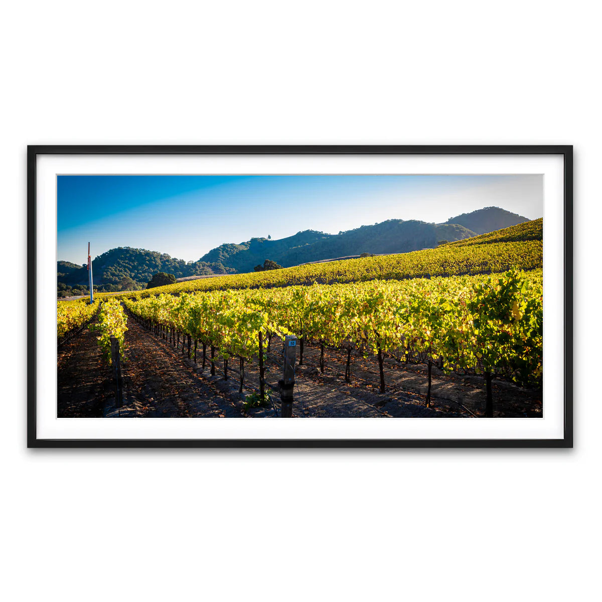 Central California Vineyard Wall Art