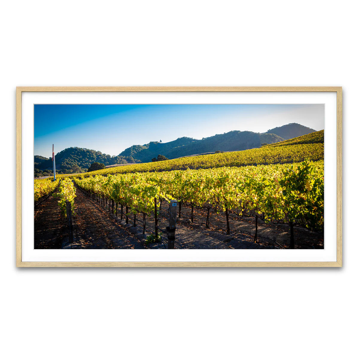 Central California Vineyard Wall Art