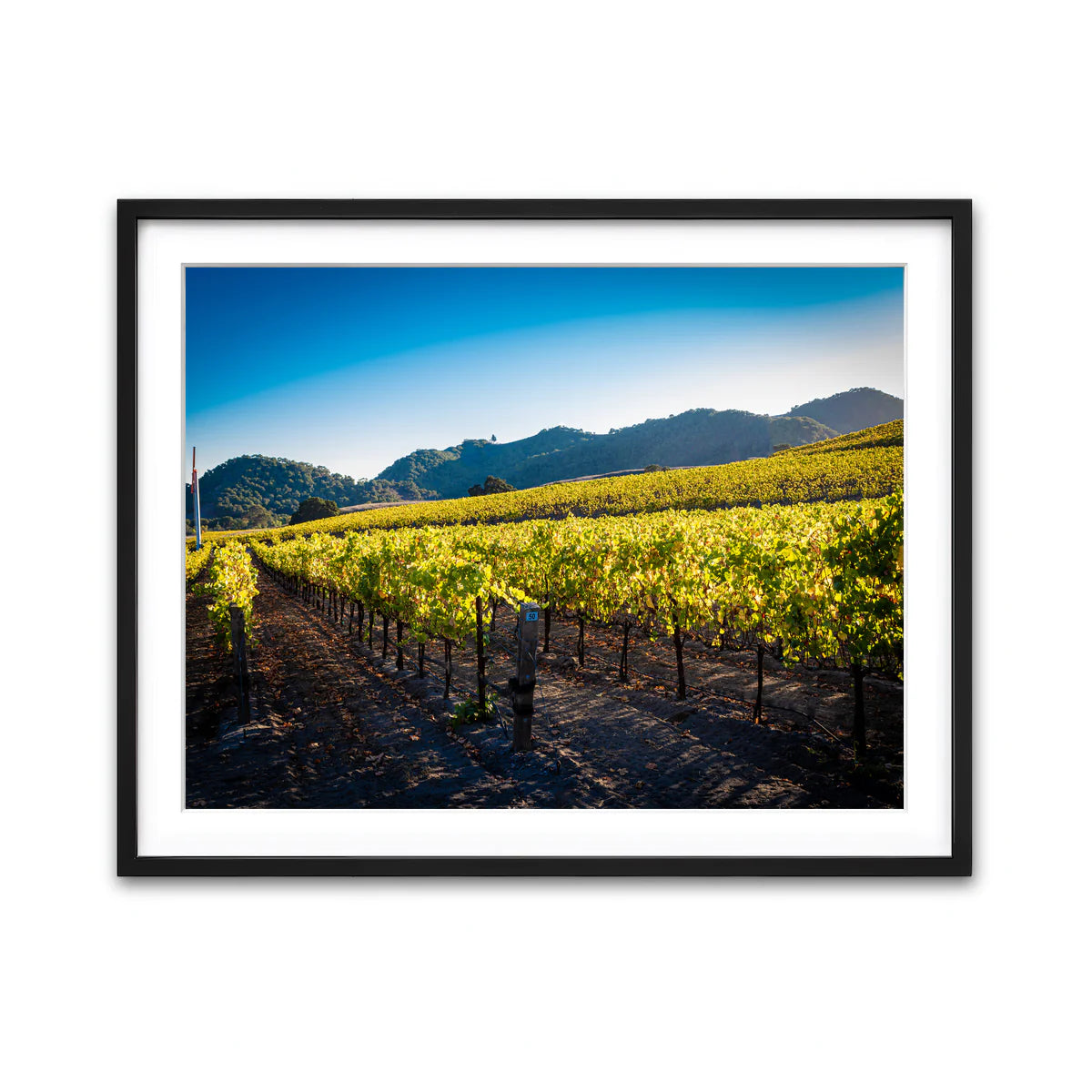 Central California Vineyard Wall Art