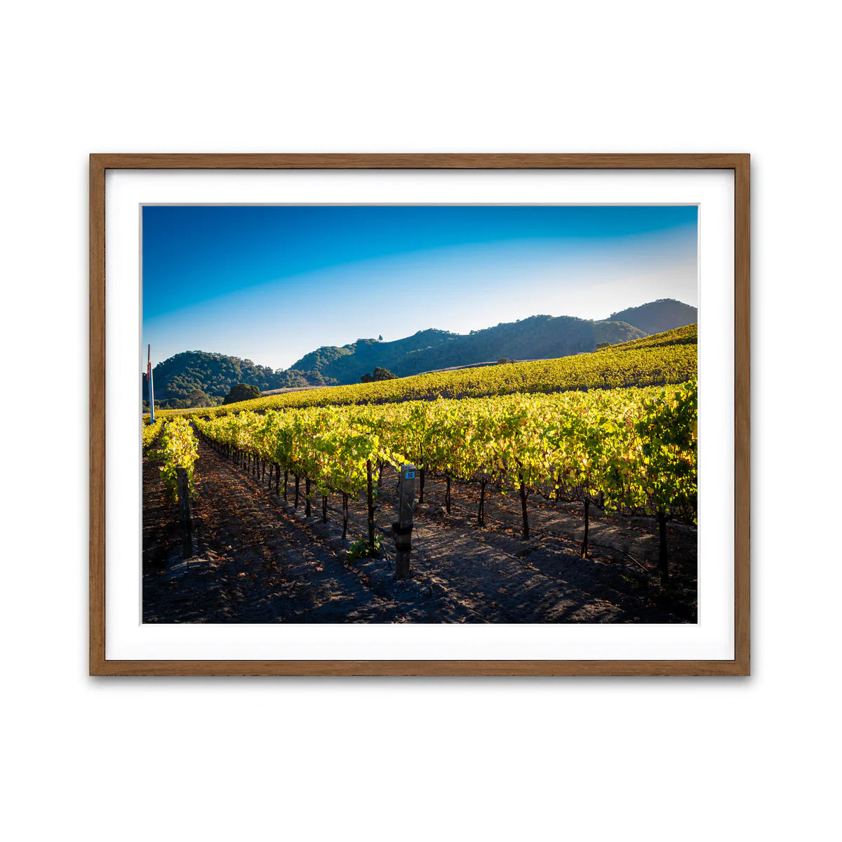 Central California Vineyard Wall Art