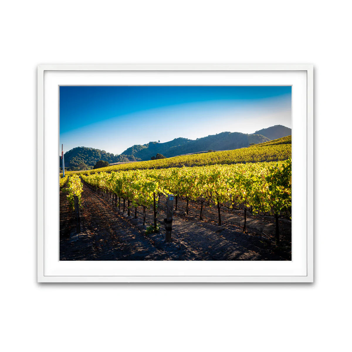 Central California Vineyard Wall Art
