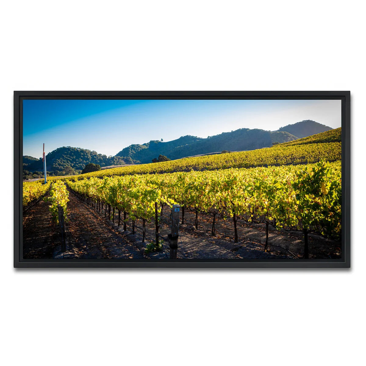 Central California Vineyard Wall Art
