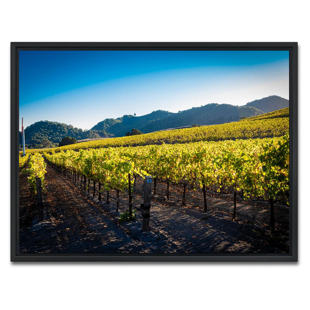 Central California Vineyard Wall Art