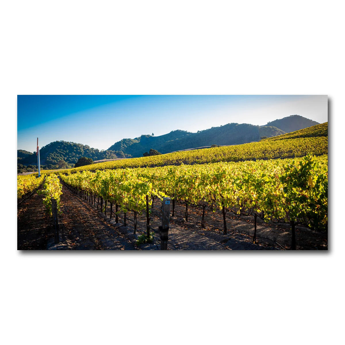 Central California Vineyard Wall Art