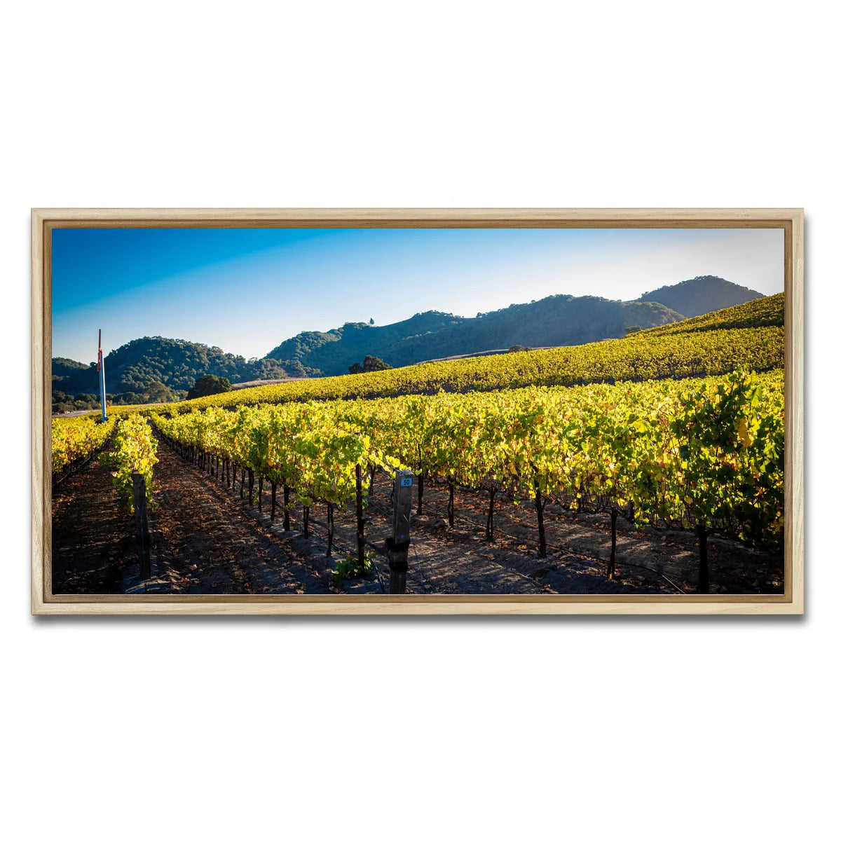 Central California Vineyard Wall Art